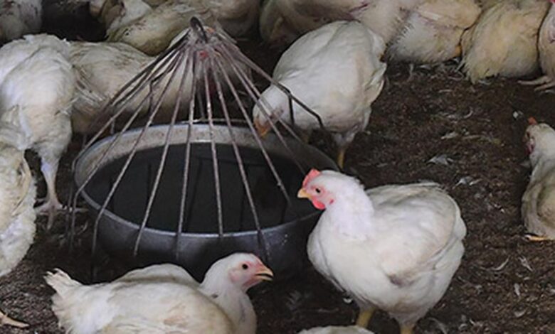 Antimicrobial resistant gene profile found in poultry from Kerala, Telangana: study