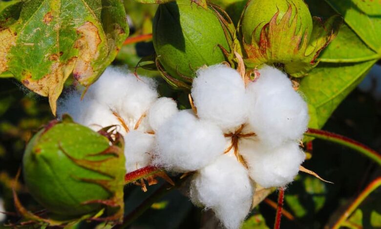 Raw Cotton पर सरकार ने हटाई 11 प्रतिशत कस्टम ड्यूटी, टेक्सटाइल कंपनियों में खुशी की लहर