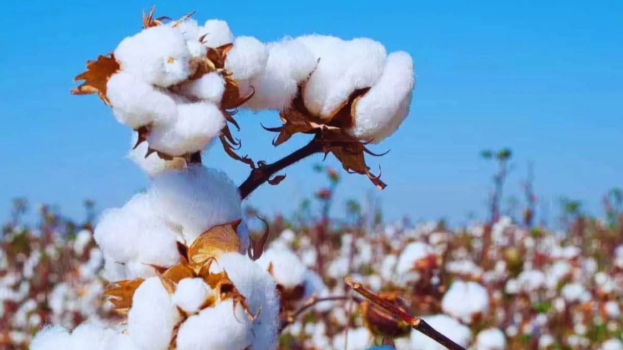 Raw Cotton पर सरकार ने हटाई 11 प्रतिशत कस्टम ड्यूटी, टेक्सटाइल कंपनियों में खुशी की लहर