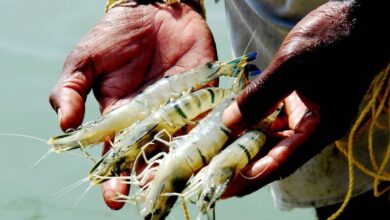 US Tariff का बड़ा झटका! भारत के Shrimp Export पर 25,000 करोड़ का नुकसान, 50 प्रतिशत ऑर्डर कैंसिल