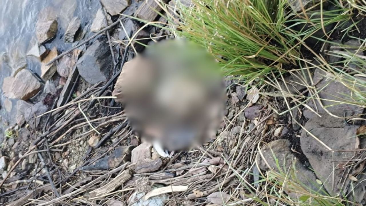 Malkangiri में रहस्यमयी हत्या! सिर कटा शव मिलने के बाद 40 KM दूर मिला सिर, दो गांवों में तनाव बढ़ा