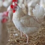 तेलंगाना में 50,000 चिकन दुकानें बंद: मार्जिन घटने पर दुकानदारों की हड़ताल, बढ़ सकती हैं कीमतें