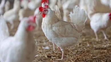 तेलंगाना में 50,000 चिकन दुकानें बंद: मार्जिन घटने पर दुकानदारों की हड़ताल, बढ़ सकती हैं कीमतें