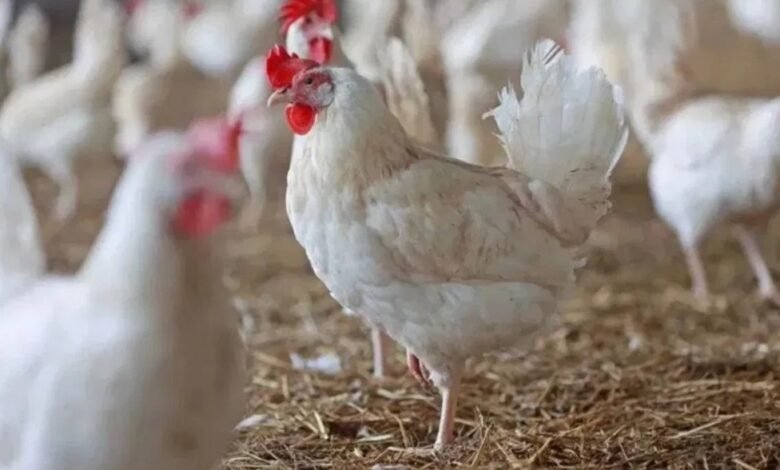 तेलंगाना में 50,000 चिकन दुकानें बंद: मार्जिन घटने पर दुकानदारों की हड़ताल, बढ़ सकती हैं कीमतें