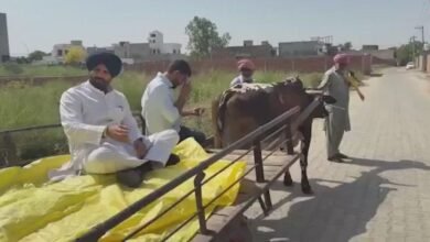 पंजाब निकाय चुनाव में हाई वोल्टेज मुकाबला, बैलगाड़ी पर वोट डालने पहुंचे राजा वड़िंग