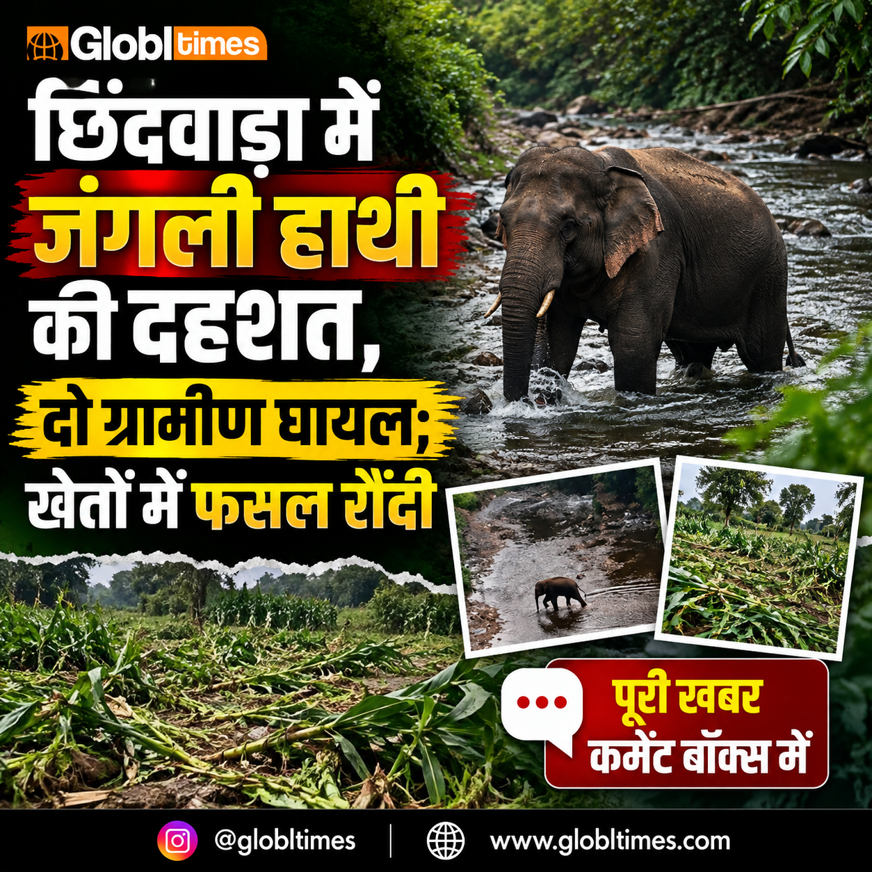 छिंदवाड़ा में जंगली हाथी की दहशत, दो ग्रामीण घायल; खेतों में फसल रौंदी