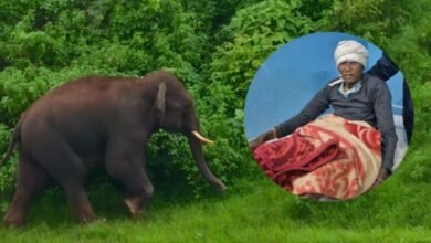छिंदवाड़ा में जंगली हाथी की दहशत, दो ग्रामीण घायल; खेतों में फसल रौंदी