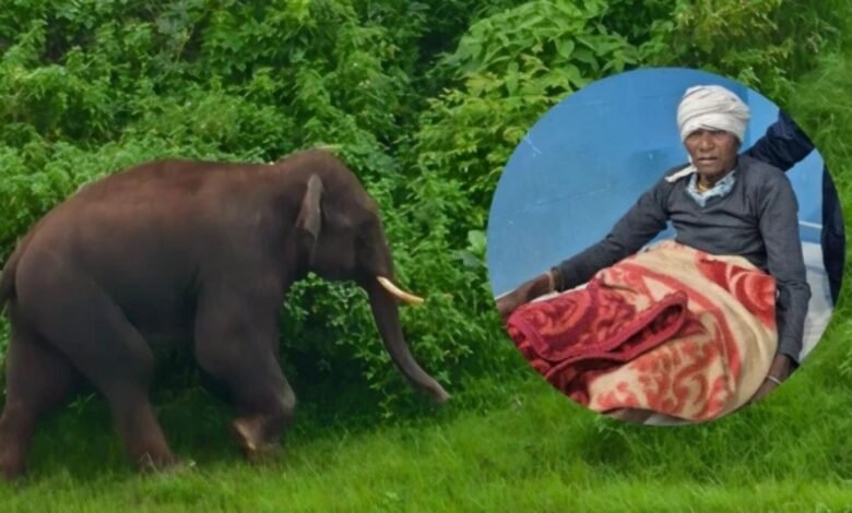 छिंदवाड़ा में जंगली हाथी की दहशत, दो ग्रामीण घायल; खेतों में फसल रौंदी